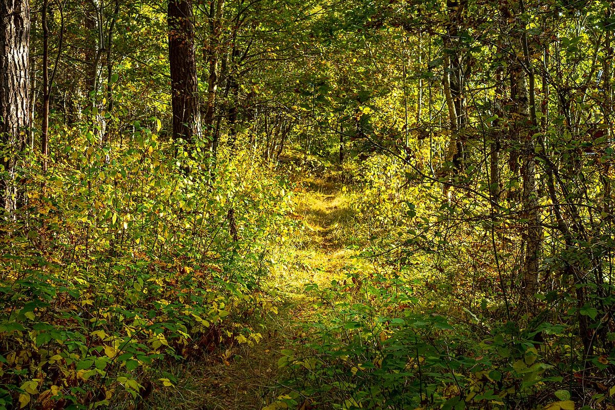 Herbstlich gefärbter Buchenwald in Südschweden